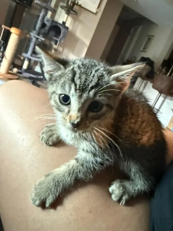A young small-sized female Tabby (Brown / Chocolate) Domestic Short Hair cat named Carroll for adoption in Cincinnati, OH