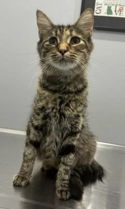 An adult medium-sized female Domestic Short Hair cat named Winnie for adoption in Pella, IA