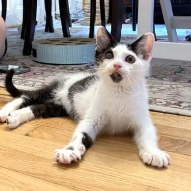 A young small-sized male Domestic Short Hair cat named Deep Fried Oreo for adoption in Washington, DC