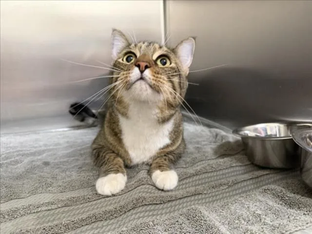 An adult large-sized male Domestic Short Hair cat named Rengoku for adoption in Santa Fe, NM