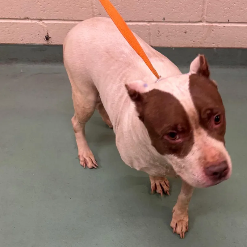 An adult medium-sized female White / Cream Mixed Breed dog named Roxy for adoption in Memphis, TN