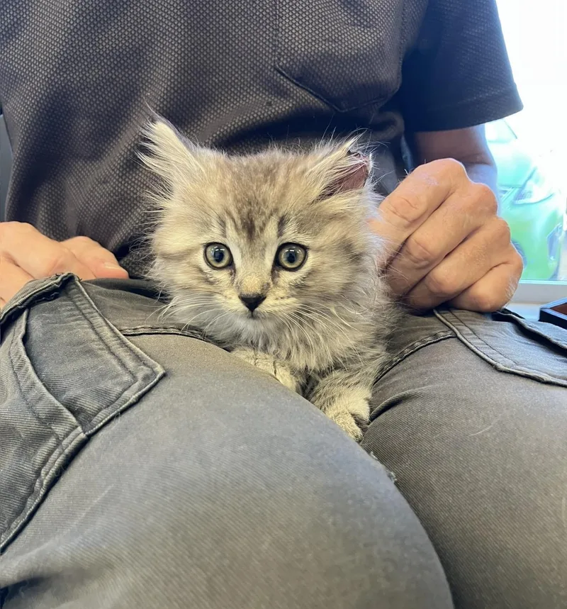 A baby medium-sized female Domestic Long Hair cat named Peacock for adoption in Fertile, MN