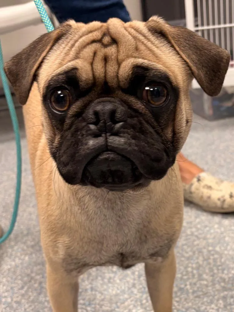 A baby large-sized male Pug dog named Asuma for adoption in Gilbert, AZ
