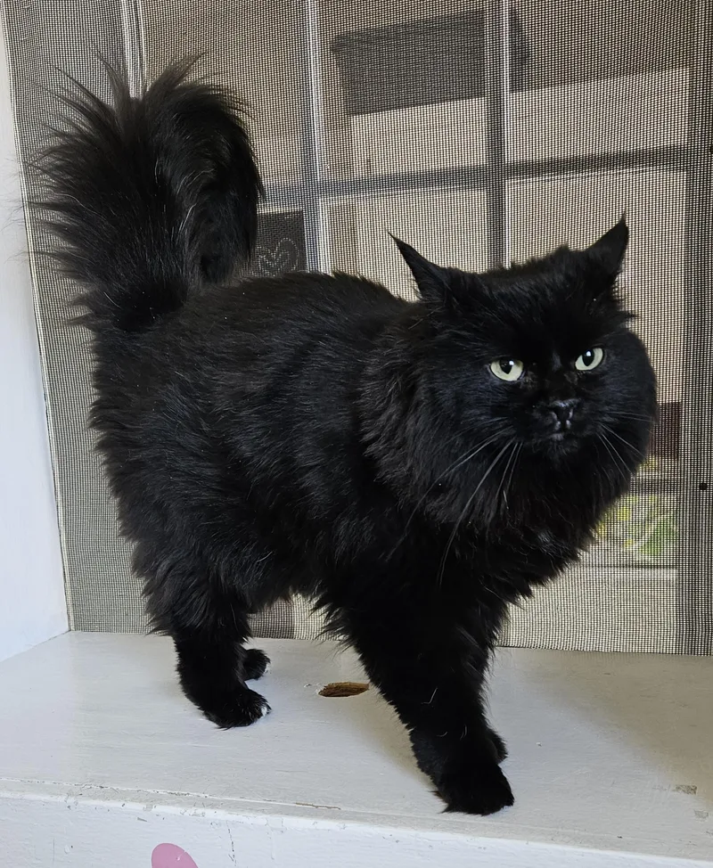 A young medium-sized female Black Domestic Long Hair cat named Dahlia for adoption in Brockport, NY