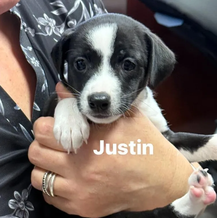 A baby small-sized male Black Beagle dog named Justin for adoption in Nanuet, NY