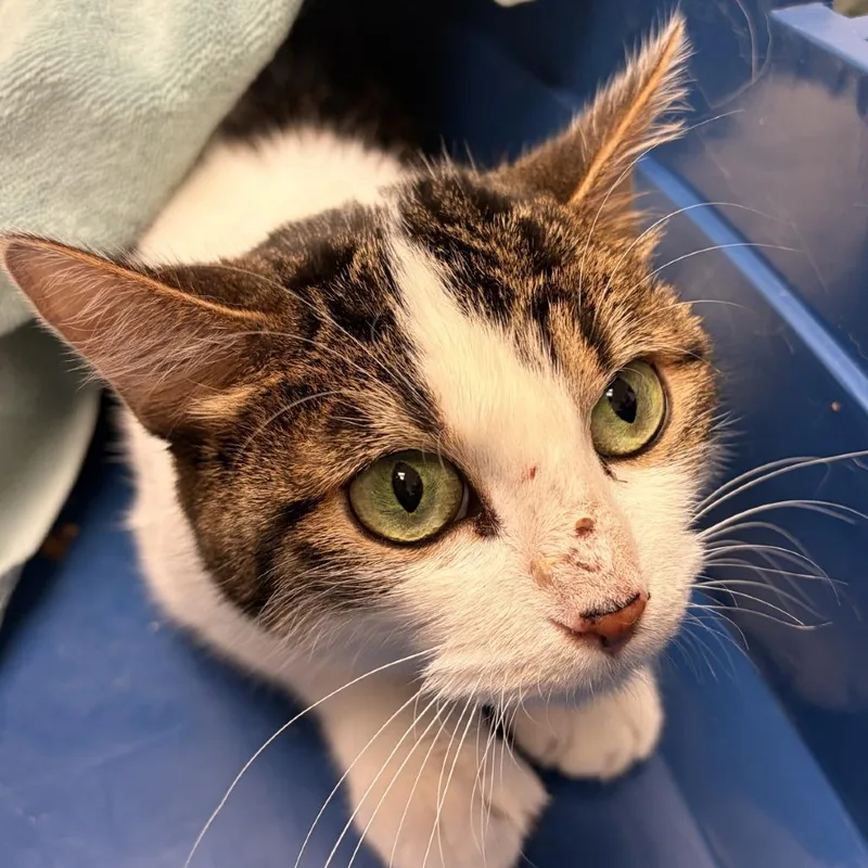 An adult medium-sized female Domestic Short Hair cat named Kalifa for adoption in Murray, UT