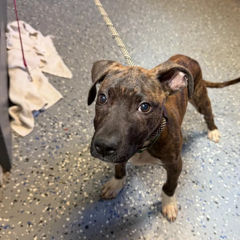 A baby medium-sized male Brindle Pit Bull Terrier dog named Tuscstray for adoption in Tuscaloosa, AL