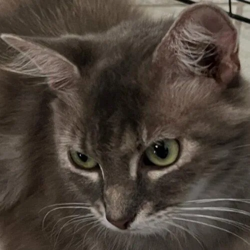 A young medium-sized female Domestic Long Hair cat named Misty B for adoption in Tampa, FL