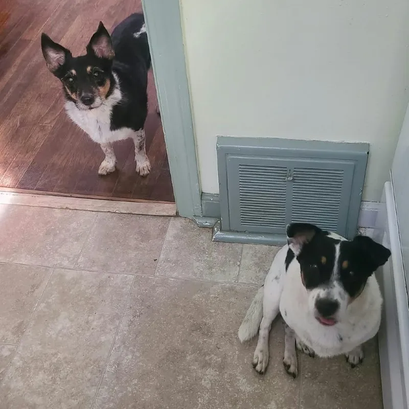 A senior small-sized female White / Cream Rat Terrier dog named Penny for adoption in Olathe, KS
