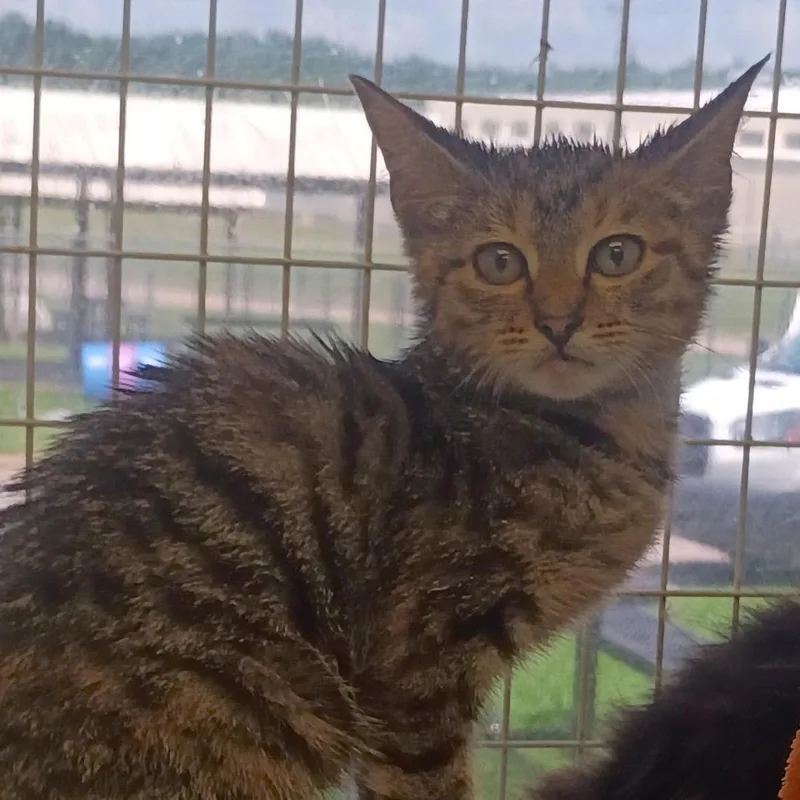 A baby small-sized female Brown / Chocolate Domestic Short Hair cat named Jodi for adoption in Columbiana, AL