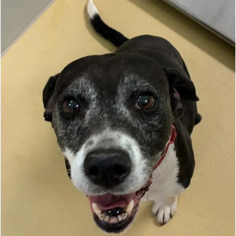 A senior medium-sized female Black Beagle dog named Hyacinth for adoption in Spring Hill, KS