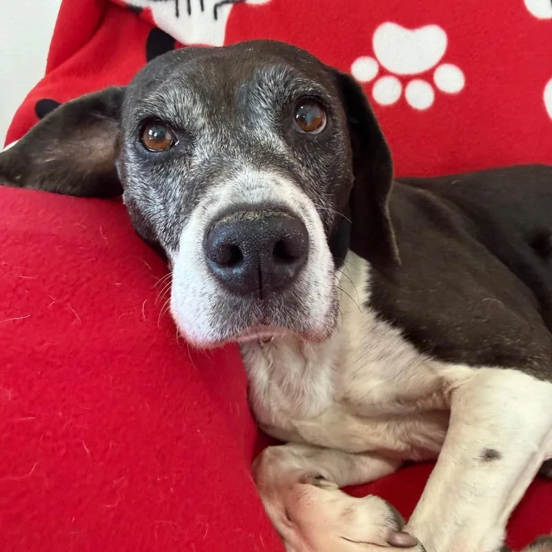 Hyacinth thumbnail 2