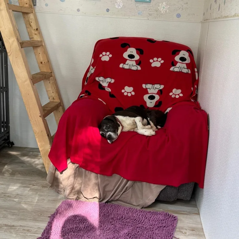 Hyacinth thumbnail 3