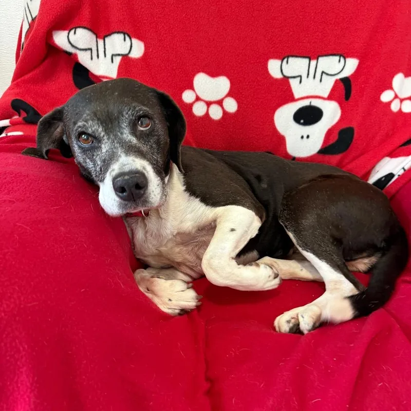 Hyacinth thumbnail 4