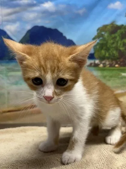 A young small-sized female Domestic Short Hair cat named Cassava for adoption in San Antonio, TX