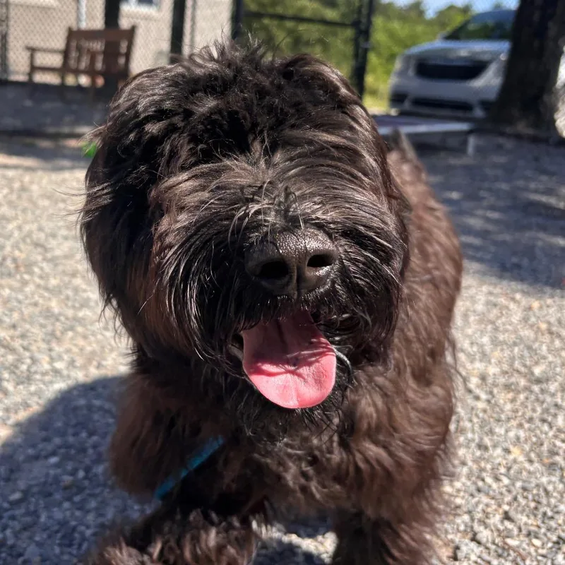 An adult medium-sized male Black Mixed Breed dog named Aaron Burr for adoption in York, PA