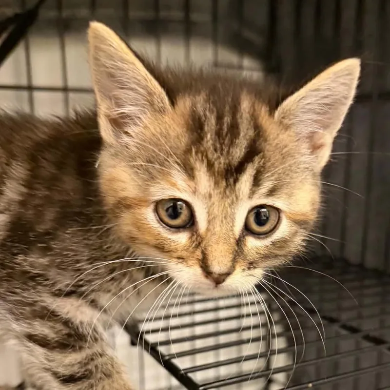 A baby small-sized female Torbie Domestic Short Hair cat named Haribo Goldbear for adoption in West Olive, MI