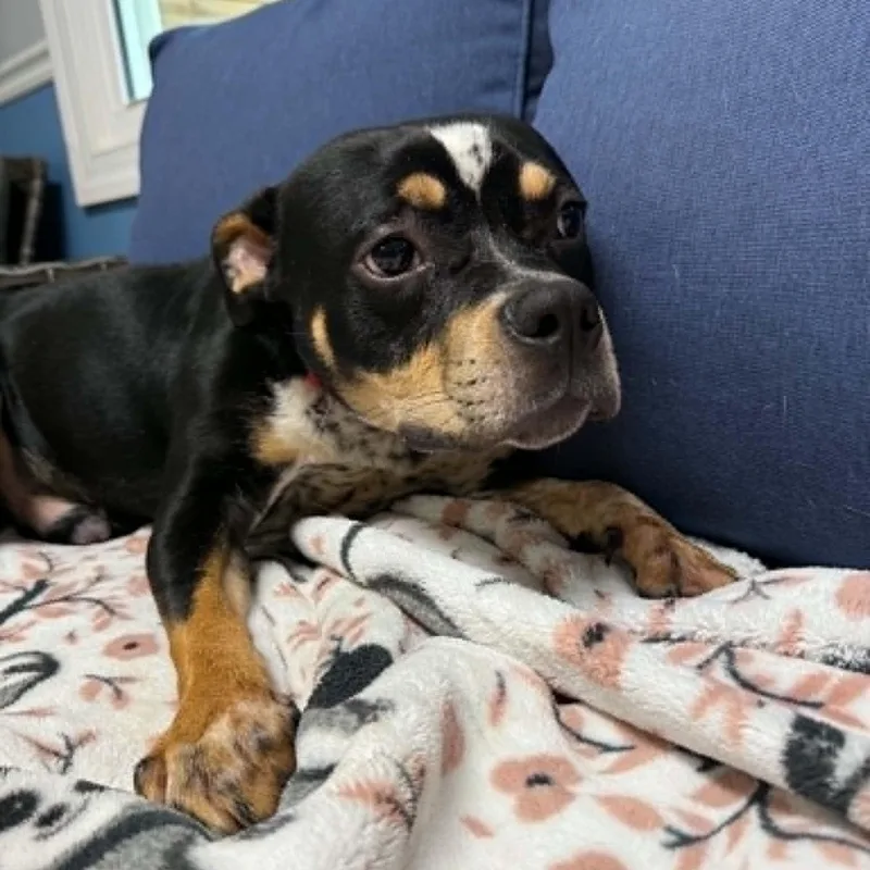 An adult medium-sized male Bicolor Pit Bull Terrier dog named Brooklyn for adoption in Sunderland, MD