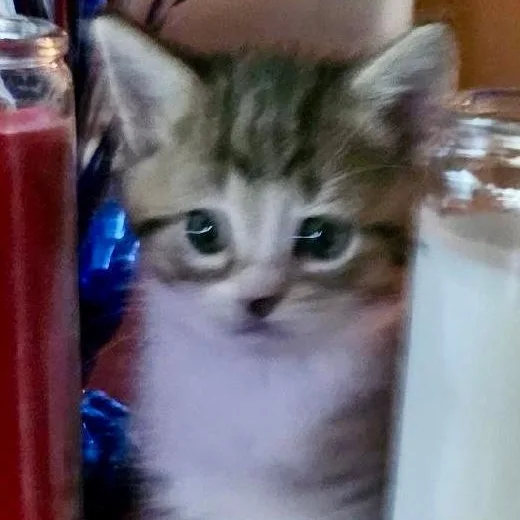 A baby medium-sized female Tabby (Buff / Tan / Fawn) Domestic Short Hair cat named Button for adoption in Gastonia, NC