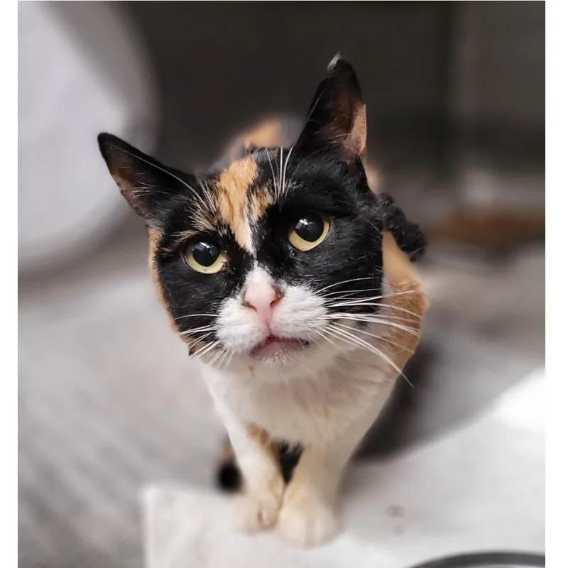 A senior small-sized female Calico Domestic Short Hair cat named Queen for adoption in Los Angeles, CA