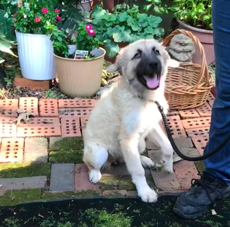 A baby large-sized female Apricot / Beige Anatolian Shepherd dog named Ivy for adoption in Olive Branch, MS