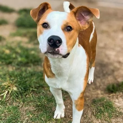 An adult medium-sized male Hound dog named Skai for adoption in Winfield, KS