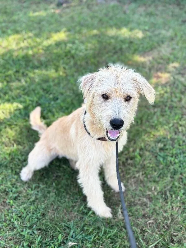 An adult medium-sized male Poodle dog named Emmett for adoption in Aiken, SC