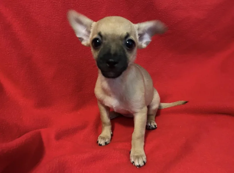 A baby small-sized female Chihuahua dog named Starla for adoption in La Palma, CA