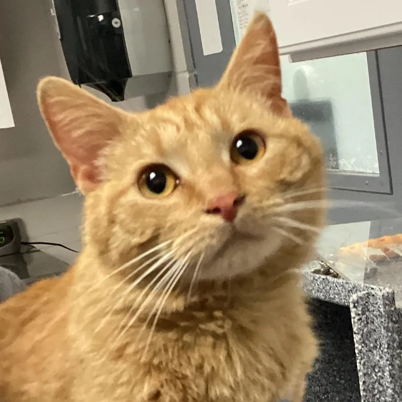 A young medium-sized male Orange / Red Domestic Short Hair cat named Benny for adoption in Greenville, SC
