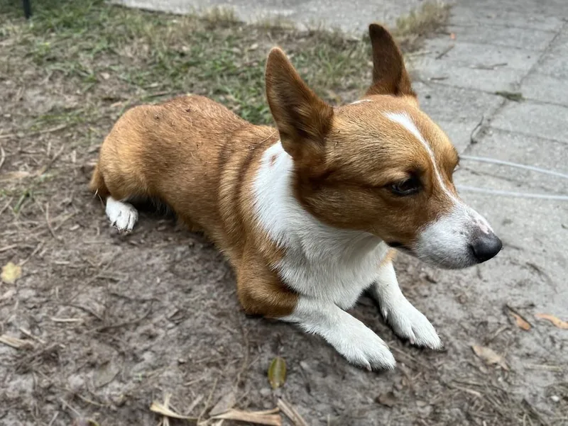 An adult medium-sized male Cardigan Welsh Corgi dog named Windsor for adoption in Orlando, FL