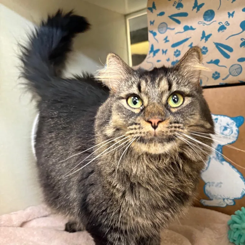 An adult medium-sized female Brown / Chocolate Domestic Long Hair cat named Hailey for adoption in West Olive, MI