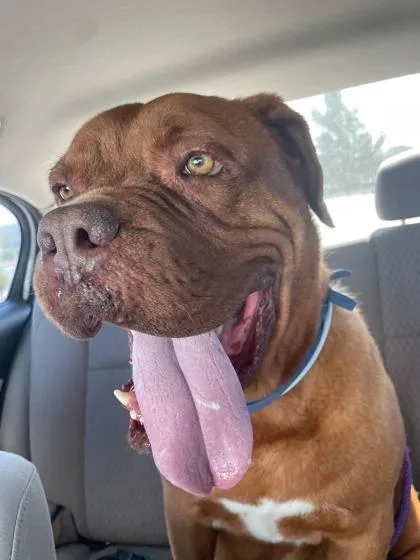 An adult large-sized female Dogue de Bordeaux dog named Tootsie Roll for adoption in Columbus, IN