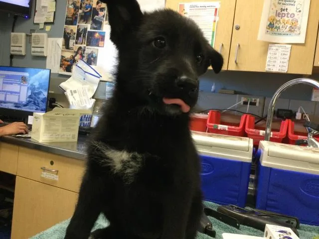 A baby small-sized female Shepherd dog named Luna for adoption in Riverside, CA