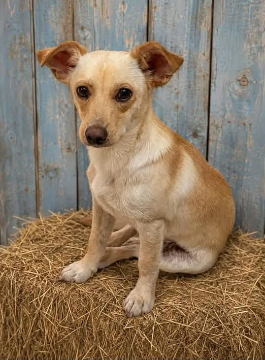 An adult small-sized male Black Chihuahua dog named Jerry for adoption in Guntersville, AL