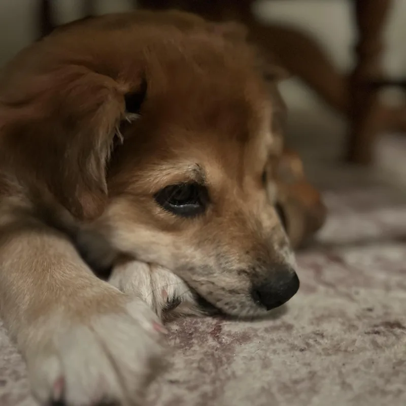 Hashbrown thumbnail 2