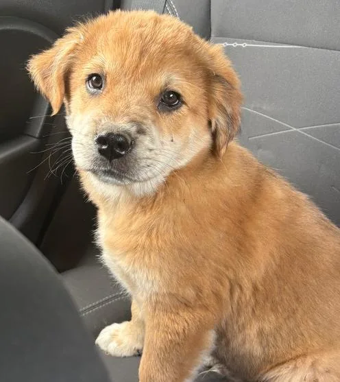 A baby medium-sized male Labrador Retriever dog named Hashbrown for adoption in Krum, TX