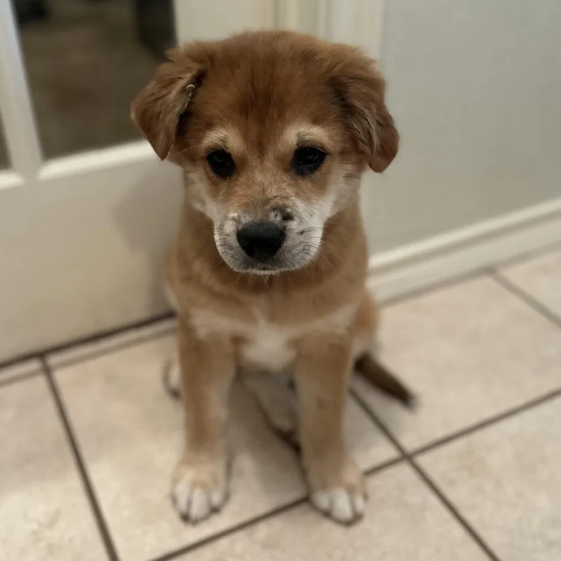 Hashbrown thumbnail 3