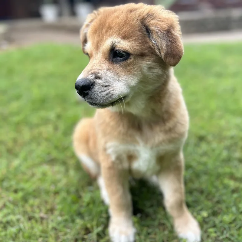 Hashbrown thumbnail 4