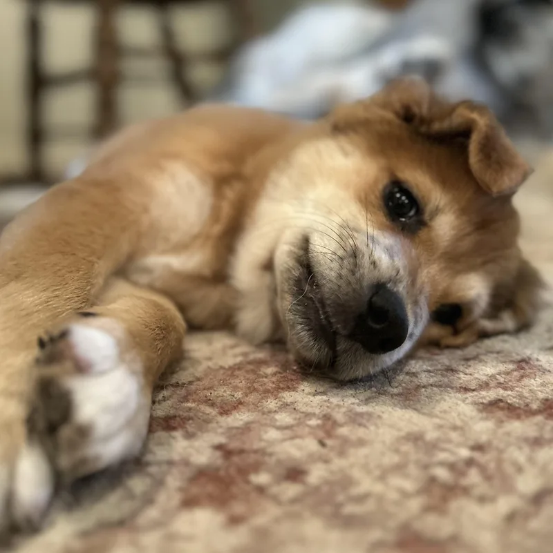 Hashbrown thumbnail 5