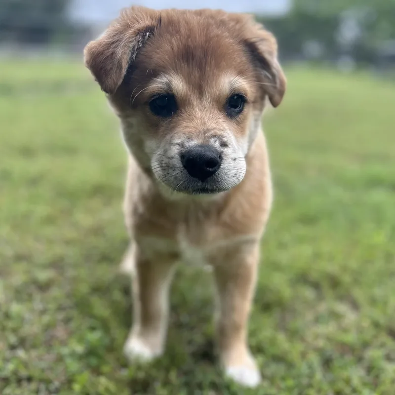 Hashbrown thumbnail 6