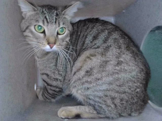 A young small-sized male Domestic Short Hair cat named Rocket for adoption in Baldwin Park, CA