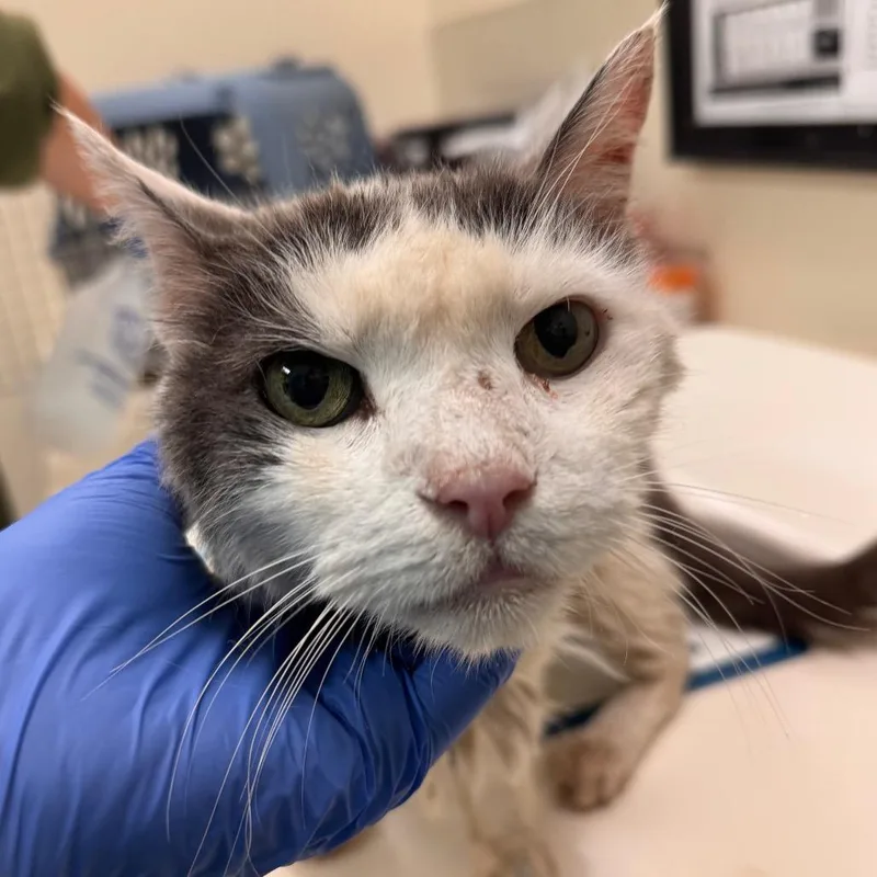 A senior medium-sized male Gray / Blue / Silver Domestic Short Hair cat named Orchard for adoption in Lynchburg, VA