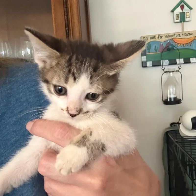 A baby small-sized male Brown / Chocolate Domestic Short Hair cat named Stewie for adoption in Houston, TX
