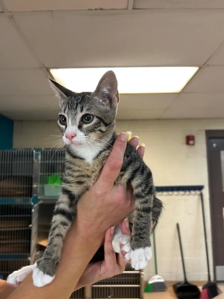 A baby medium-sized female Tabby cat named Nightcrawler for adoption in Nacogdoches, TX