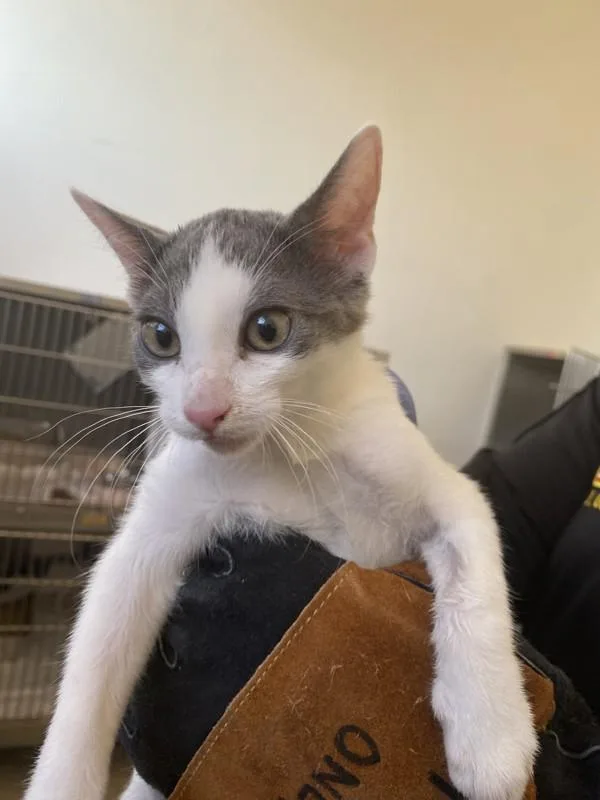 A baby small-sized female Domestic Short Hair cat named Sparkle for adoption in Victorville, CA