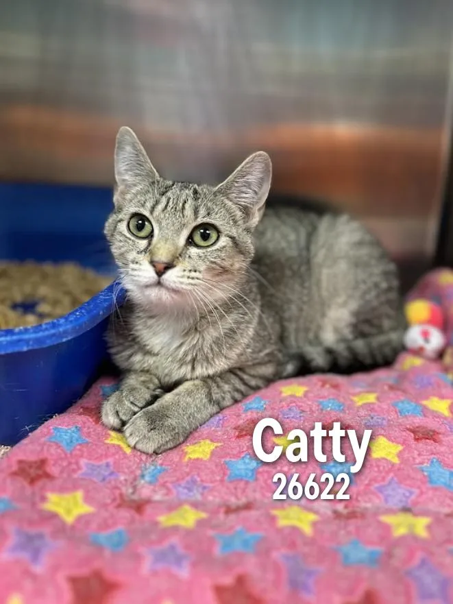 A young medium-sized female Tabby (Gray / Blue / Silver) Domestic Short Hair cat named Catty for adoption in Oak Ridge, TN