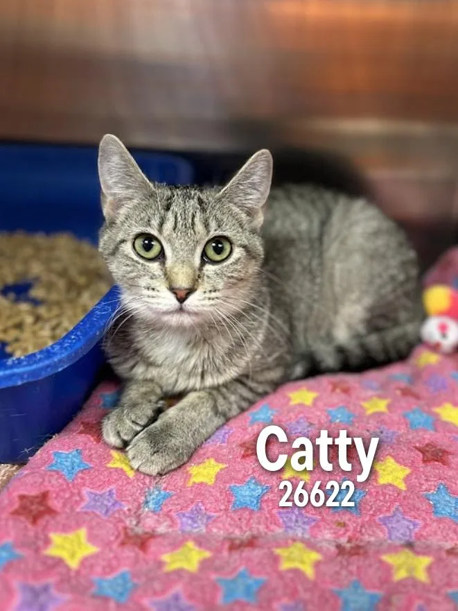 Catty thumbnail 2
