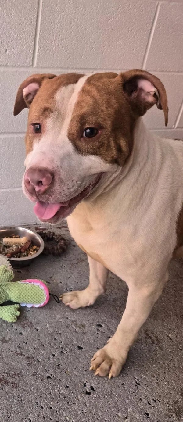 An adult large-sized male Pit Bull Terrier dog named Frank for adoption in Salisbury, MD