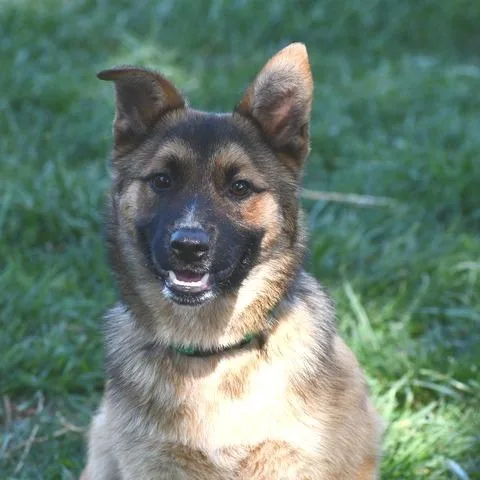 A young medium-sized male Brown / Chocolate German Shepherd Dog dog named Trapper for adoption in Johnson City, TN