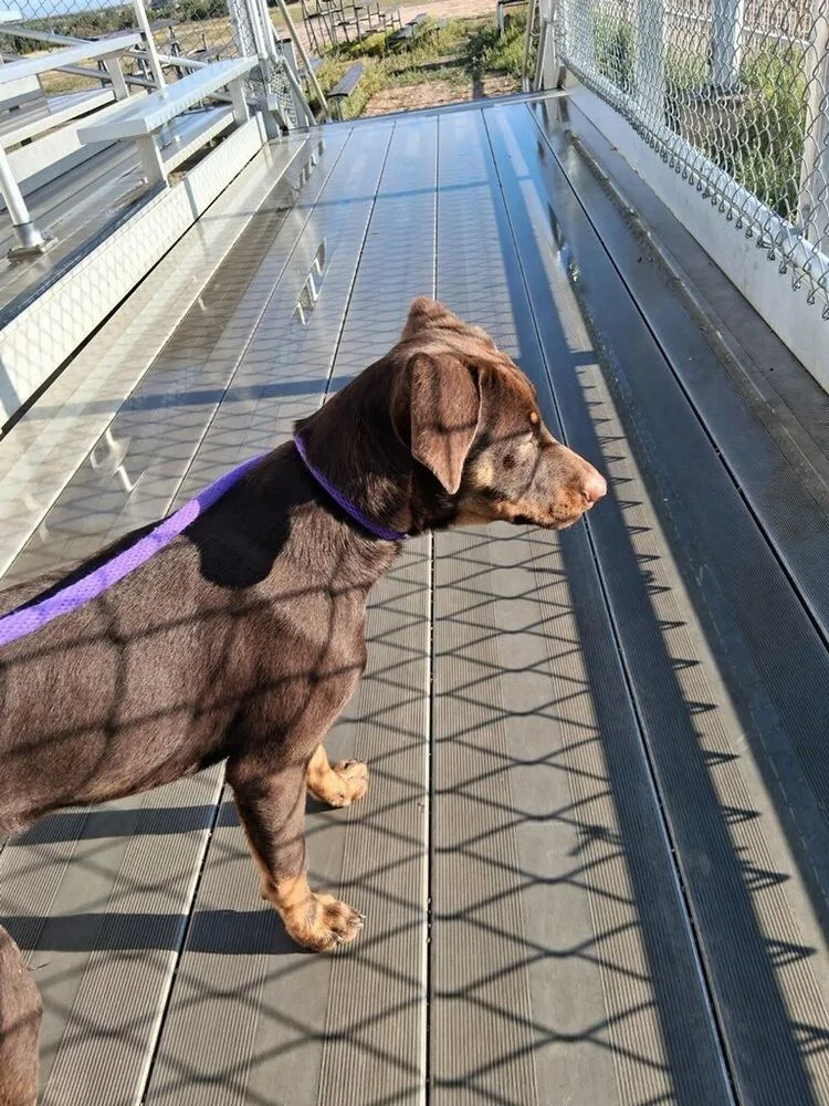 Count Chocula thumbnail 2